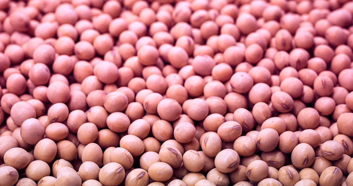 El boom de la soja confunde tofu y ultraprocesados