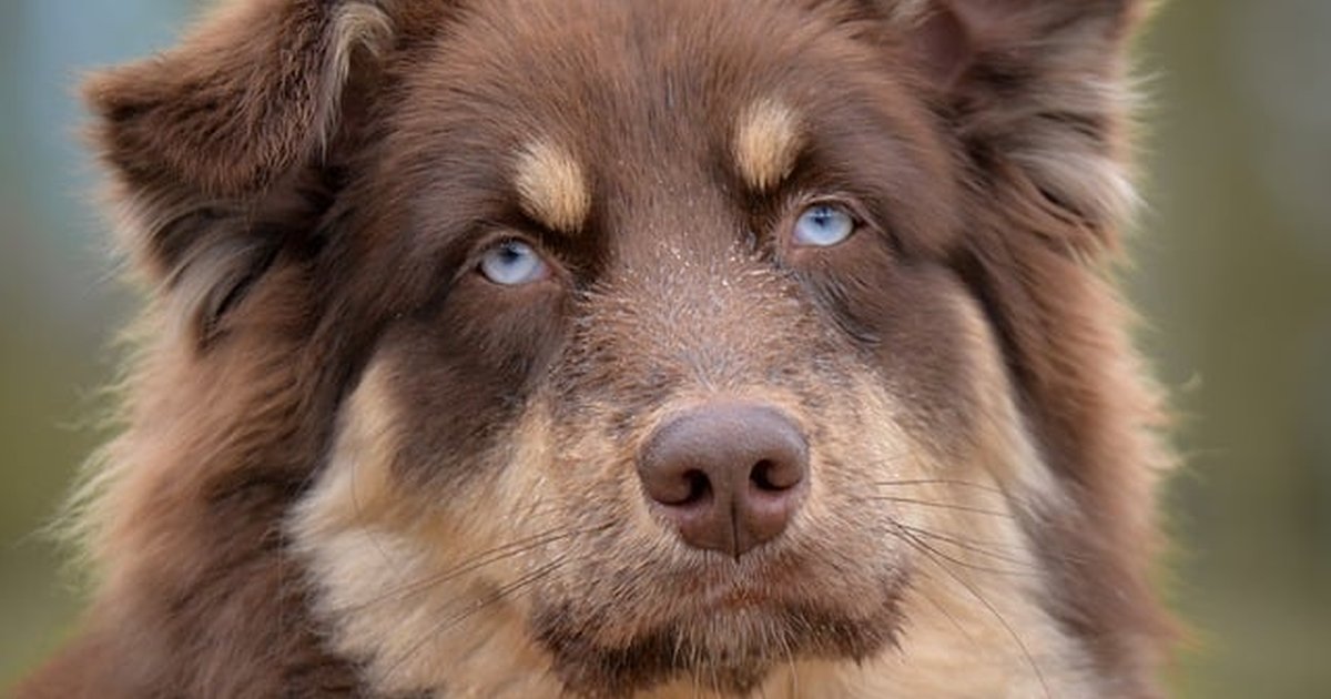 Identifica 'detox' inseguros y protege a tu mascota